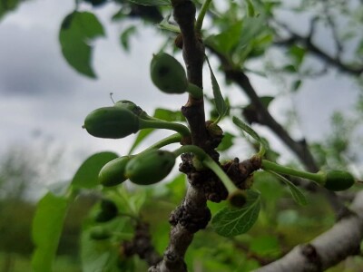 Grad pričinio veliku štetu usevima u Topoli, foto: M. Lazarević Grad pričinio veliku štetu usevima u Topoli, foto: M. Lazarević
