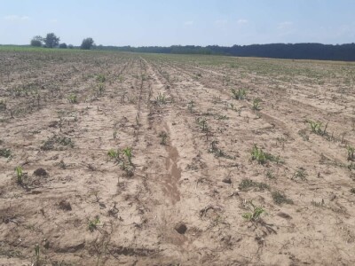 Grad u usevima, uništeni usevi u Braničevu