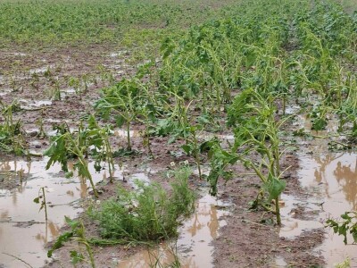 Grad u usevima, uništeni usevi u Braničevu