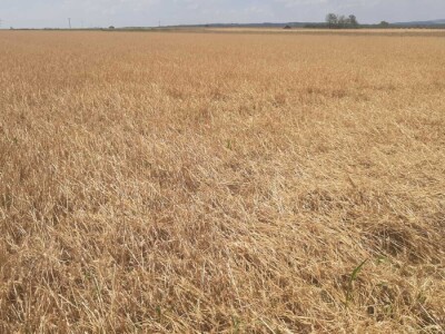 Grad u usevima, uništeni usevi u Braničevu