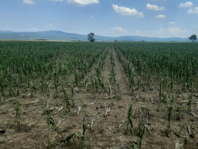 Grad u usevima, uništeni usevi u Braničevu