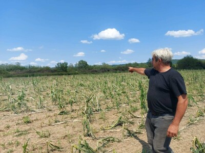 Grad u usevima, uništeni usevi u Braničevu