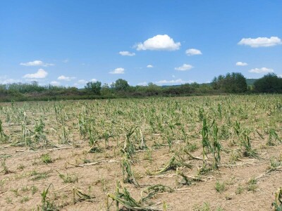 Grad u usevima, uništeni usevi u Braničevu