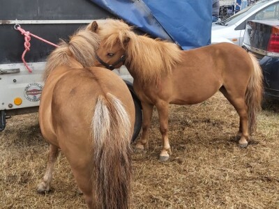 Gradištanska fijakerijada