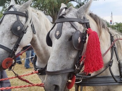 Gradištanska fijakerijada
