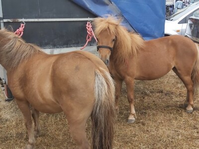 Gradištanska fijakerijada