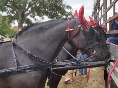 Gradištanska fijakerijada, Vojvodina (Srbija)