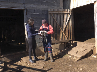 Gradska cura stigla u Margetiće i sve što želi je više stoke i zemlje