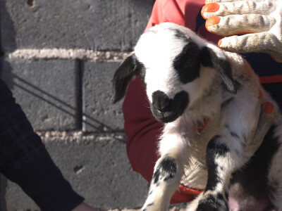 Gradska cura stigla u Margetiće i sve što želi je više stoke i zemlje