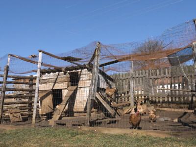 Gradska cura stigla u Margetiće i sve što želi je više stoke i zemlje