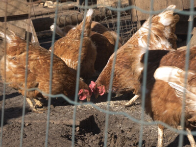 Gradska cura stigla u Margetiće i sve što želi je više stoke i zemlje