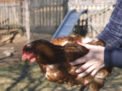Gradska cura stigla u Margetiće i sve što želi je više stoke i zemlje