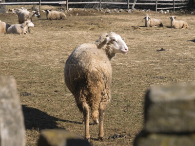 Gradska cura stigla u Margetiće i sve što želi je više stoke i zemlje