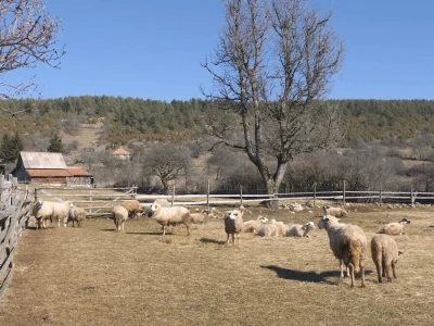 Gradska cura stigla u Margetiće i sve što želi je više stoke i zemlje