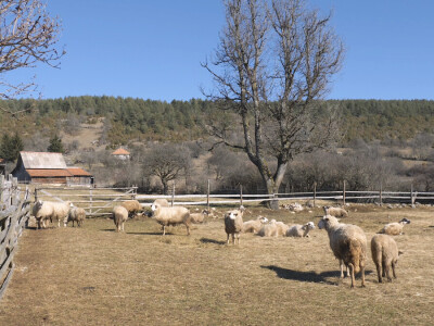 Gradska cura stigla u Margetiće i sve što želi je više stoke i zemlje