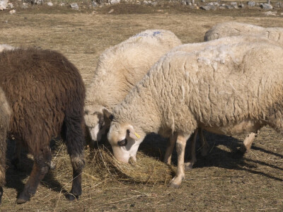 Gradska cura stigla u Margetiće i sve što želi je više stoke i zemlje