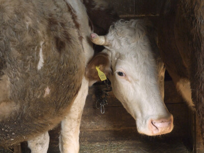 Gradska cura stigla u Margetiće i sve što želi je više stoke i zemlje