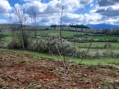 Gradsku vrevu zamijenili selom: Oživeli savku, a i petrovačku šljivovicu Gradsku vrevu zamijenili selom: Oživeli savku, a i petrovačku šljivovicu