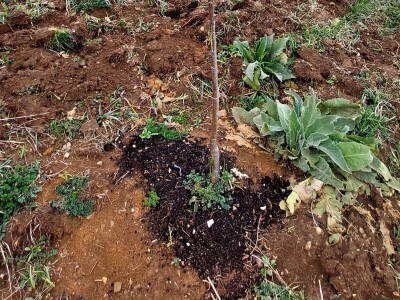 Gradsku vrevu zamijenili selom: Oživeli savku, a i petrovačku šljivovicu Gradsku vrevu zamijenili selom: Oživeli savku, a i petrovačku šljivovicu