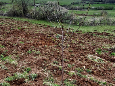 Gradsku vrevu zamijenili selom: Oživeli savku, a i petrovačku šljivovicu Gradsku vrevu zamijenili selom: Oživeli savku, a i petrovačku šljivovicu