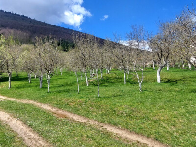 Gradsku vrevu zamijenili selom: Oživeli savku, a i petrovačku šljivovicu Gradsku vrevu zamijenili selom: Oživeli savku, a i petrovačku šljivovicu