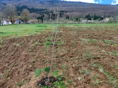 Gradsku vrevu zamijenili selom: Oživeli savku, a i petrovačku šljivovicu