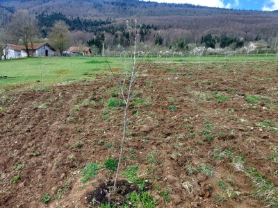 Gradsku vrevu zamijenili selom: Oživeli savku, a i petrovačku šljivovicu Gradsku vrevu zamijenili selom: Oživeli savku, a i petrovačku šljivovicu