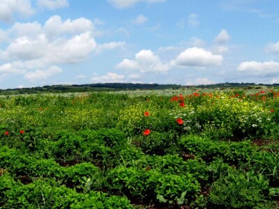 Napred matičnjak, iza  smilje