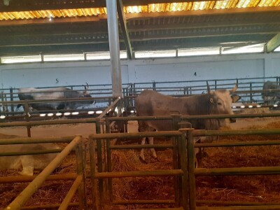 Green Angus Murari iz Motovuna