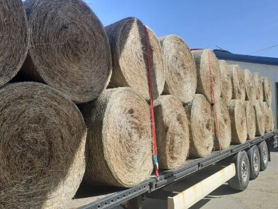 Green Angus Murari iz Motovuna