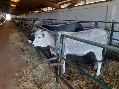 Green Angus Murari iz Motovuna