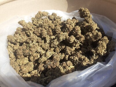 Green Angus Murari iz Motovuna