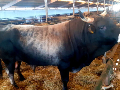 Green Angus Murari iz Motovuna