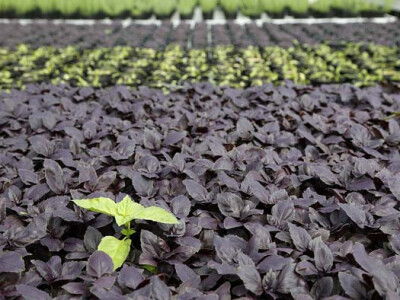 Pipkav je posao oko bilja(ka)