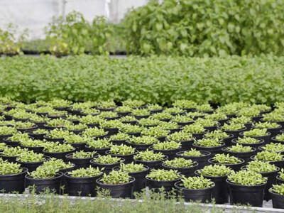 Rajski začini obitelji