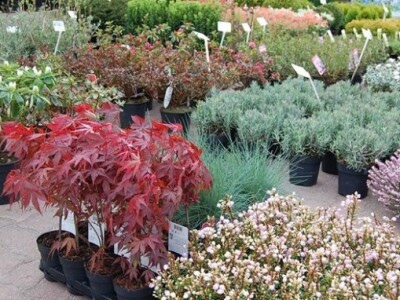 Sadnice na sajmu Miasto Ogród u Poljskoj Sadnice na sajmu Miasto Ogród u Poljskoj