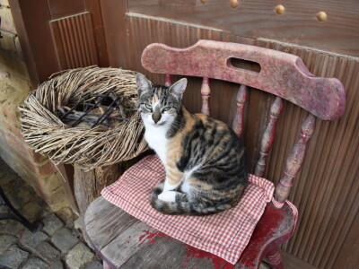 Green visit Podunavlje
