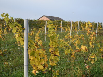 Green visit Podunavlje