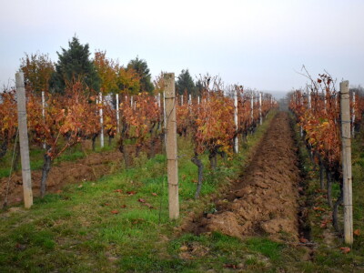 Green visit Podunavlje