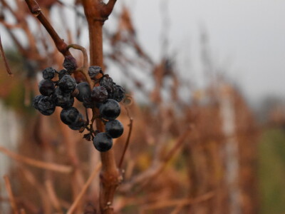 Green visit Podunavlje