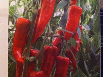 Paprika roga na gospodarstvu Gregorić