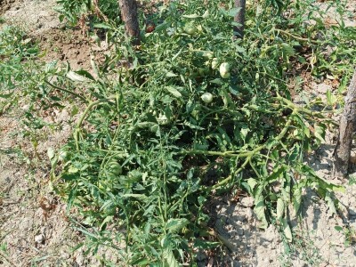 Greške u proizvodnji paradajza