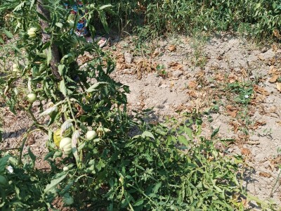 Greške u proizvodnji paradajza Greške u proizvodnji paradajza