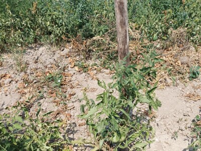 Greške u proizvodnji paradajza Greške u proizvodnji paradajza