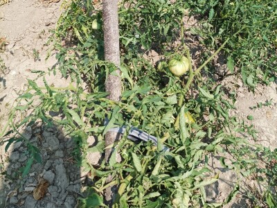 Greške u proizvodnji paradajza Greške u proizvodnji paradajza