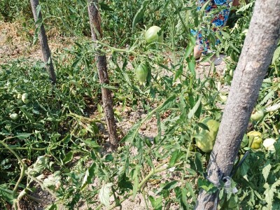 Greške u proizvodnji paradajza