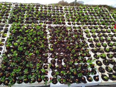 Grijanje plastenika lampionima