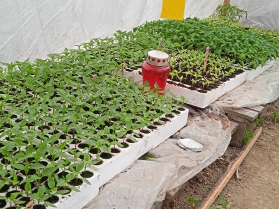 Grijanje plastenika lampionima