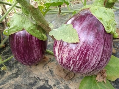 Grijanje plastenika lampionima