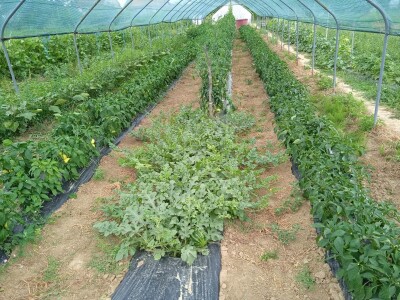 Grijanje plastenika lampionima